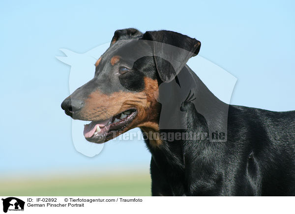 Deutscher Pinscher Portrait / German Pinscher Portrait / IF-02892
