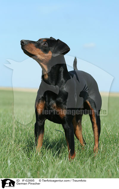 Deutscher Pinscher / German Pinscher / IF-02895