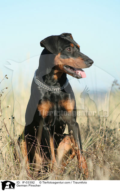 Deutscher Pinscher / German Pinscher / IF-03392