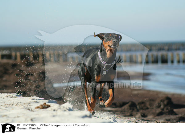 Deutscher Pinscher / German Pinscher / IF-03383