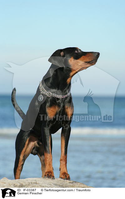 Deutscher Pinscher / German Pinscher / IF-03387