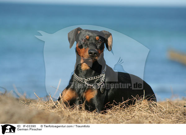 Deutscher Pinscher / German Pinscher / IF-03390