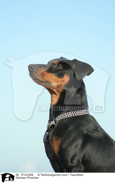 Deutscher Pinscher / German Pinscher / IF-03399