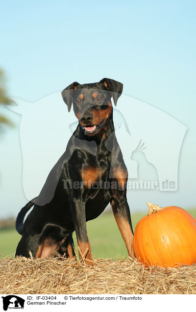 Deutscher Pinscher / German Pinscher / IF-03404