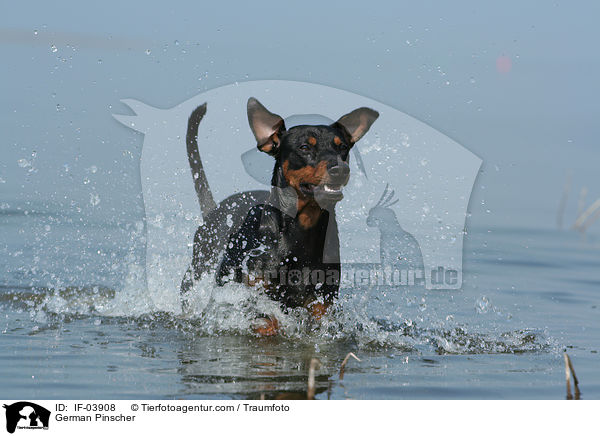 Deutscher Pinscher / German Pinscher / IF-03908