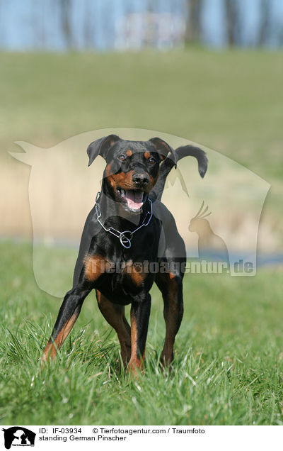 stehender Deutscher Pinscher / standing German Pinscher / IF-03934