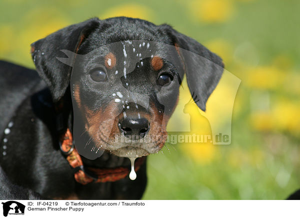Deutscher Pinscher Welpe / German Pinscher Puppy / IF-04219
