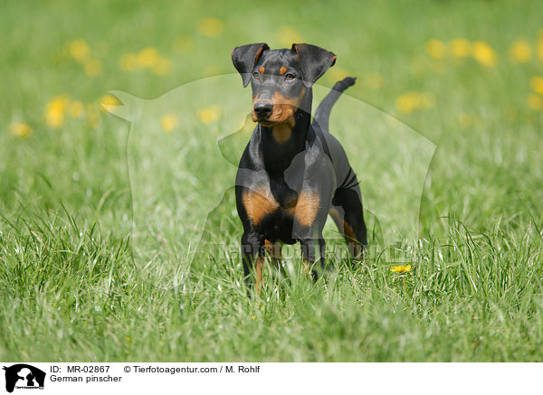 Deutscher Pinscher / German pinscher / MR-02867