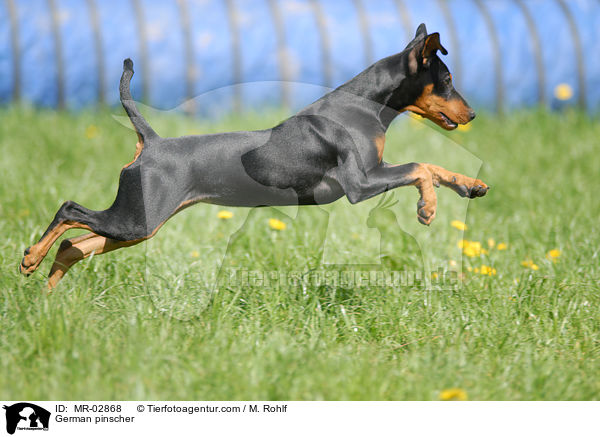 Deutscher Pinscher / German pinscher / MR-02868