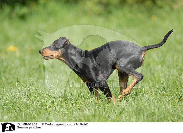 Deutscher Pinscher / German pinscher / MR-02869