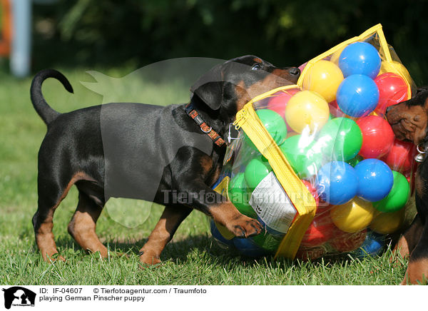 spielender Deutscher Pinscher Welpe / playing German Pinscher puppy / IF-04607