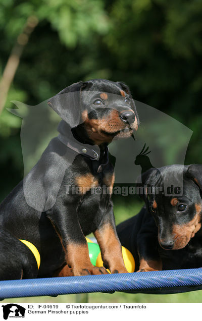 Deutsche Pinscher Welpen / German Pinscher puppies / IF-04619