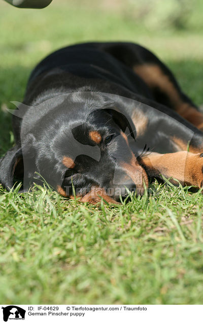Deutscher Pinscher Welpe / German Pinscher puppy / IF-04629