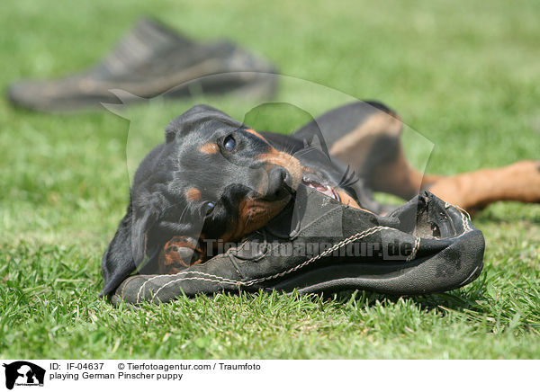 spielender Deutscher Pinscher Welpe / playing German Pinscher puppy / IF-04637