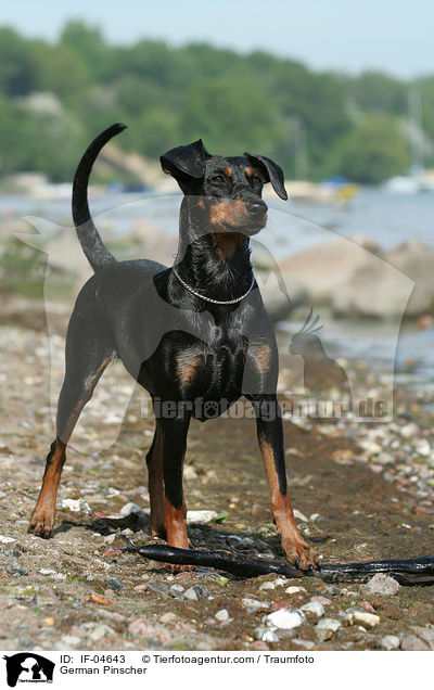 Deutscher Pinscher / German Pinscher / IF-04643