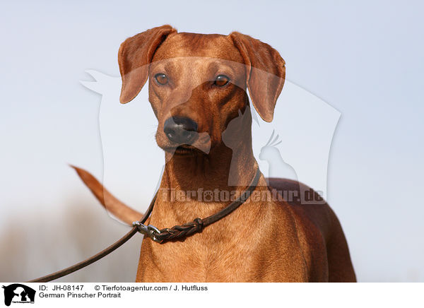 Deutscher Pinscher Portrait / German Pinscher Portrait / JH-08147