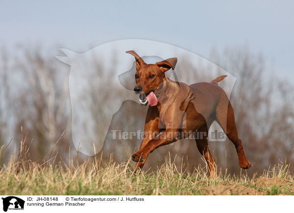 rennender Deutscher Pinscher / running German Pinscher / JH-08148
