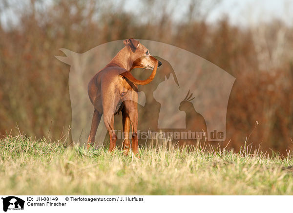 Deutscher Pinscher / German Pinscher / JH-08149
