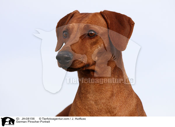 Deutscher Pinscher Portrait / German Pinscher Portrait / JH-08156