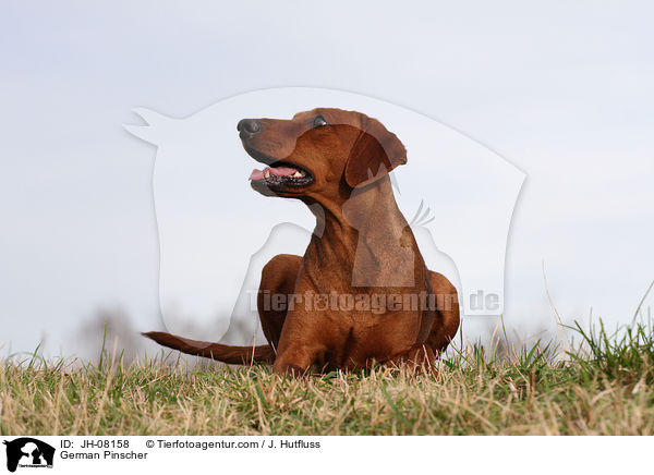 Deutscher Pinscher / German Pinscher / JH-08158