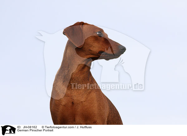Deutscher Pinscher Portrait / German Pinscher Portrait / JH-08162