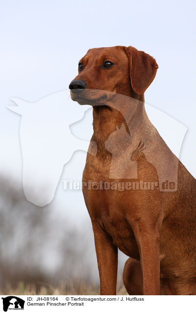 Deutscher Pinscher Portrait / German Pinscher Portrait / JH-08164