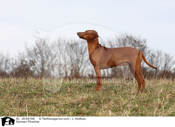 Deutscher Pinscher / German Pinscher / JH-08166