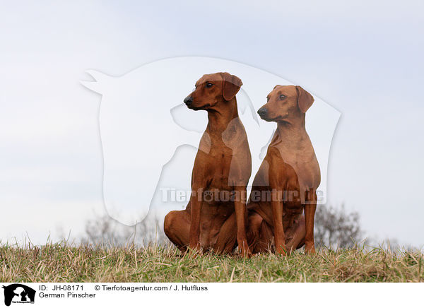 Deutsche Pinscher / German Pinscher / JH-08171