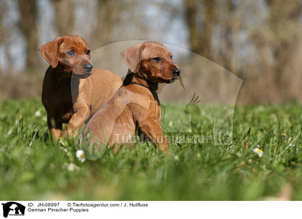 Deutsche Pinscher Welpen / German Pinscher Puppies / JH-08997