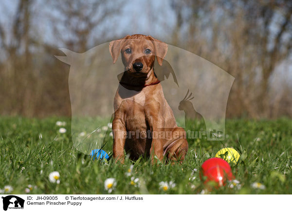 German Pinscher Puppy / JH-09005