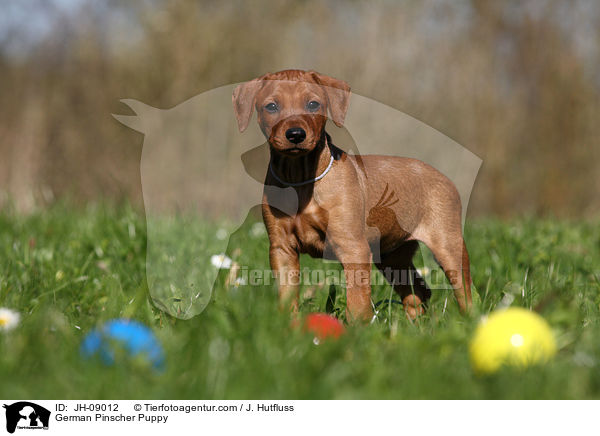 Deutscher Pinscher Welpe / German Pinscher Puppy / JH-09012