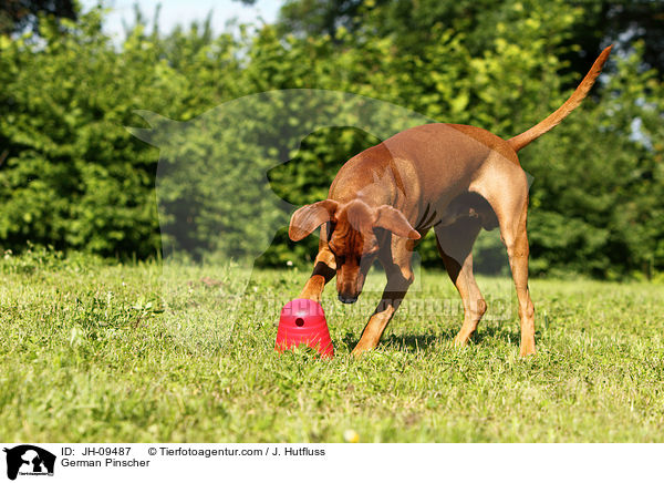 Deutscher Pinscher mit Futterball / German Pinscher / JH-09487