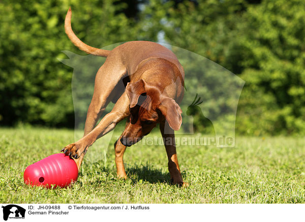 Deutscher Pinscher mit Futterball / German Pinscher / JH-09488