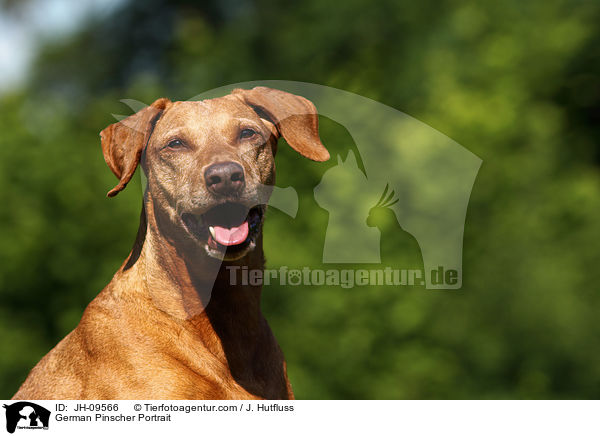 Deutscher Pinscher Portrait / German Pinscher Portrait / JH-09566