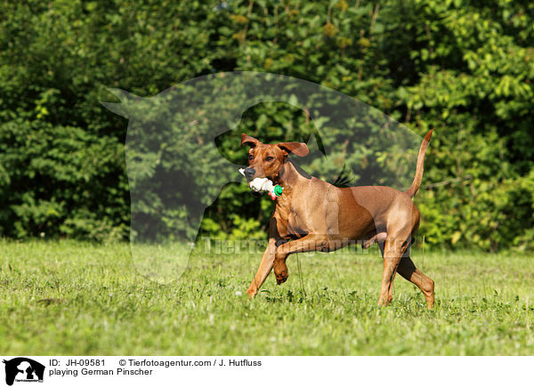 spielender Deutscher Pinscher / playing German Pinscher / JH-09581