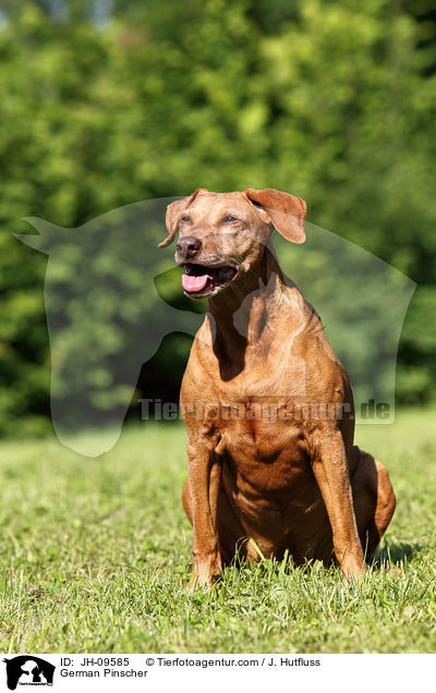 Deutscher Pinscher / German Pinscher / JH-09585