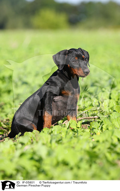Deutscher Pinscher Welpe / German Pinscher Puppy / IF-05801