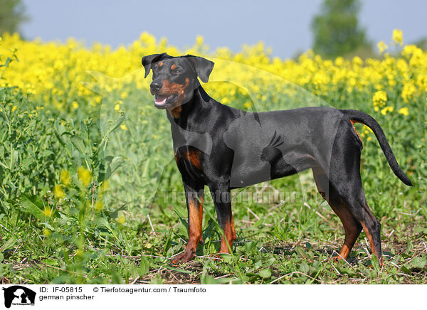 Deutscher Pinscher / german pinscher / IF-05815