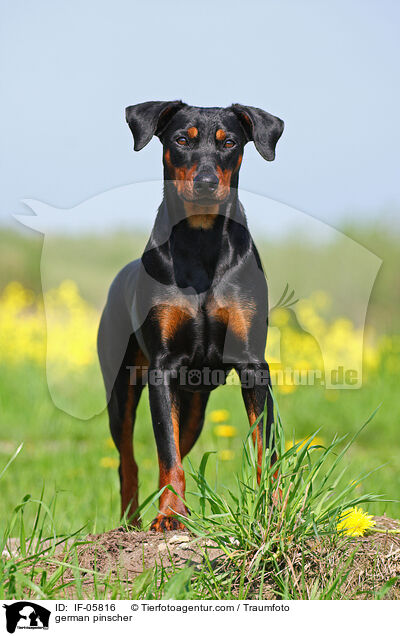 Deutscher Pinscher / german pinscher / IF-05816