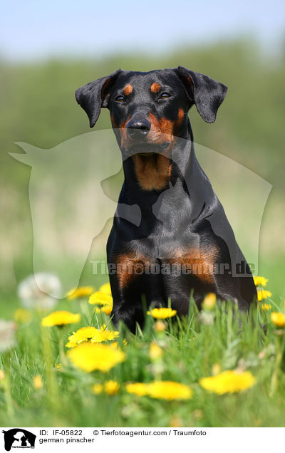 Deutscher Pinscher / german pinscher / IF-05822