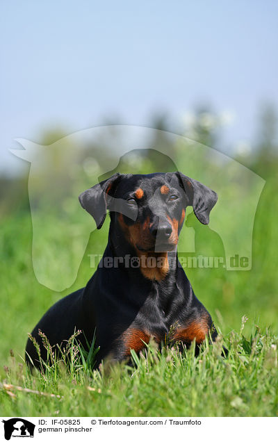 Deutscher Pinscher / german pinscher / IF-05825