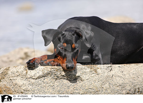 Deutscher Pinscher / german pinscher / IF-05849