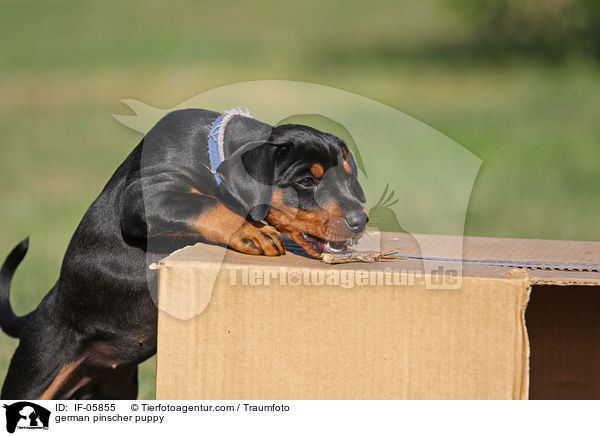 Deutscher Pinscher Welpe / german pinscher puppy / IF-05855