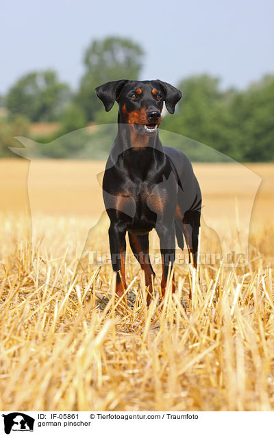 Deutscher Pinscher / german pinscher / IF-05861