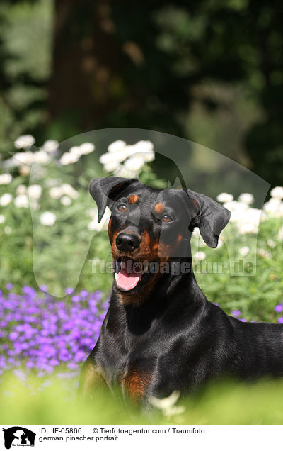 Deutscher Pinscher Portrait / german pinscher portrait / IF-05866