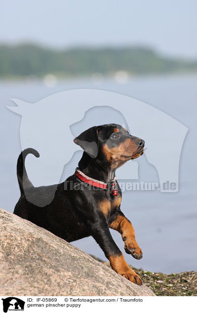 Deutscher Pinscher Welpe / german pinscher puppy / IF-05869