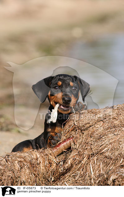 Deutscher Pinscher Welpe / german pinscher puppy / IF-05873
