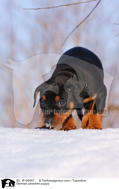 Deutscher Pinscher Welpe / German pinscher puppy / IF-06457