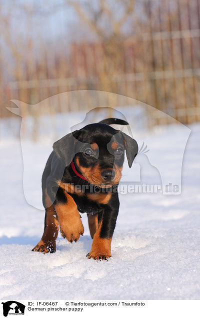 German pinscher puppy / IF-06467