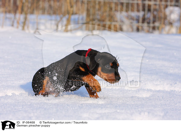 German pinscher puppy / IF-06468